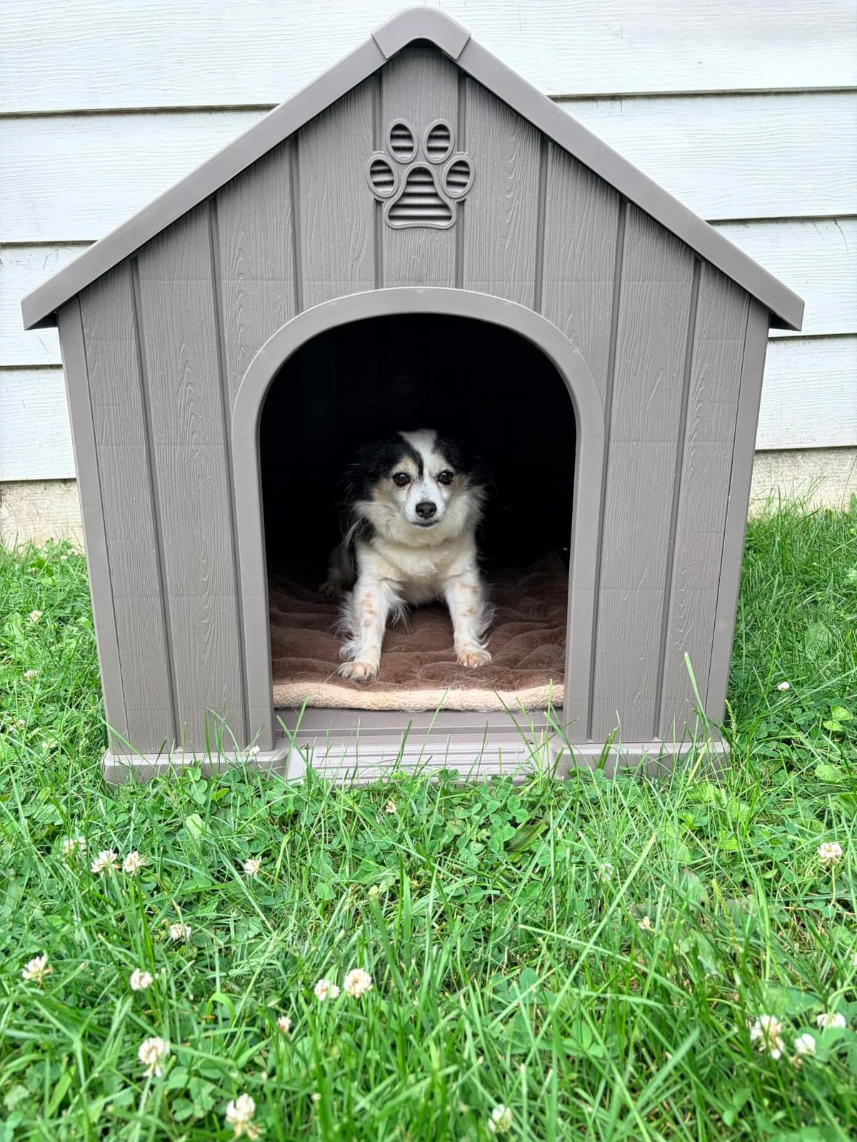 Fancyango Large Dog House Outdoor Indoor for Medium Large Dogs, Sturdy Plastic Waterproof Doghouse with Air Vents and Elevated Floor, Easy Clean and Assemble (Blue, 36.2''L×38''W×38''H) customer photo 2