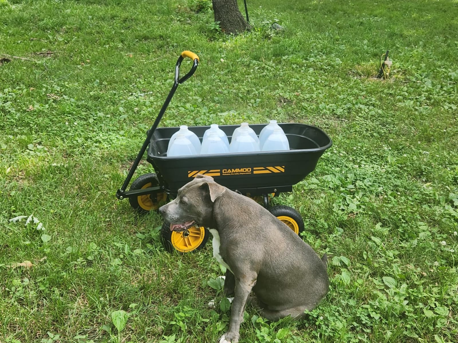 CAMMOO 10-in NO-Flat Tires 600lb Garden Dump Cart 4 Cu.Ft. Wheelbarrow | Garden Wagon Quick-Release Dumping Garden Cart Virgin Polypropylene customer photo 1